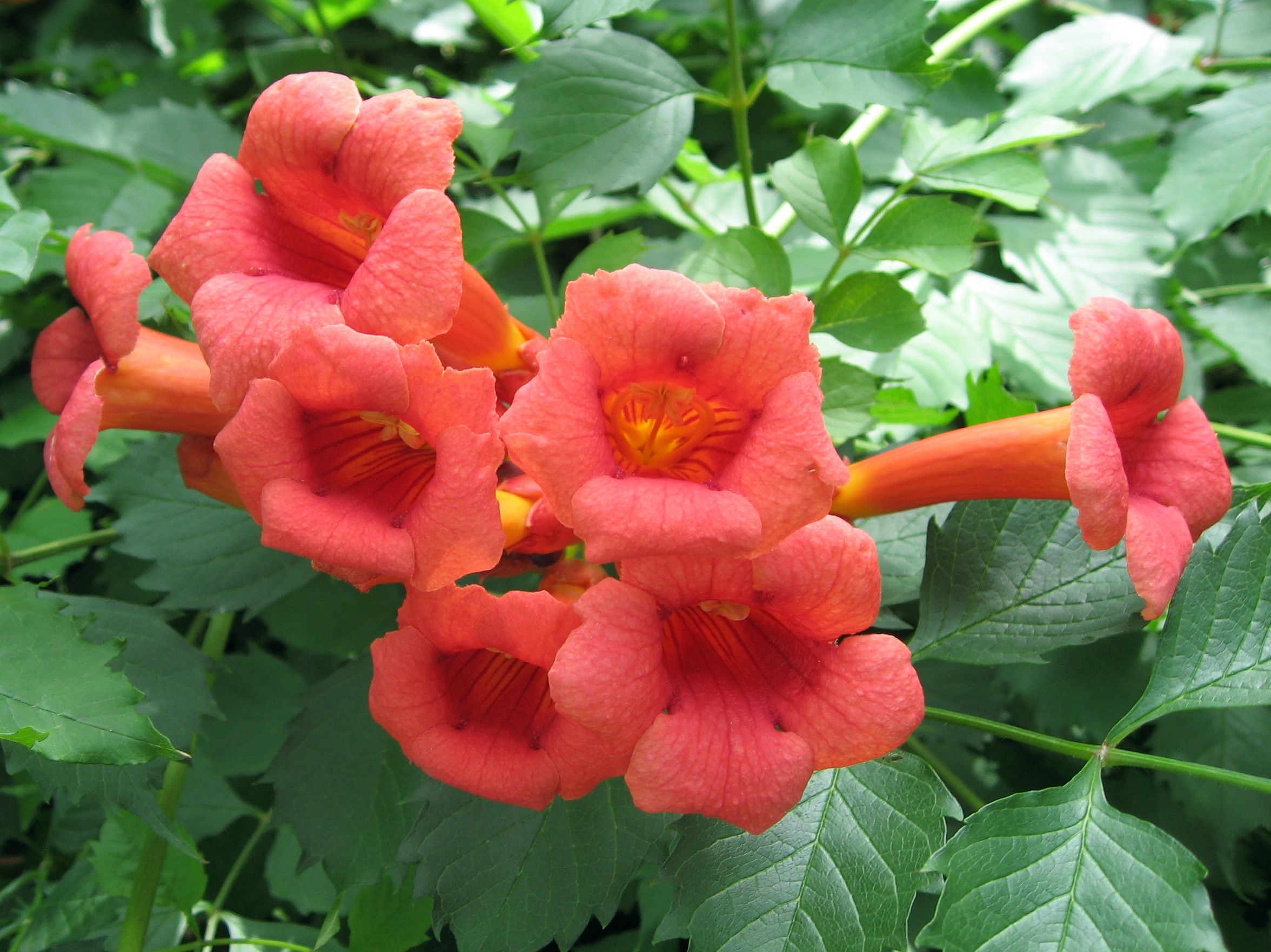 The Trumpet Creeper — In Defense of Plants